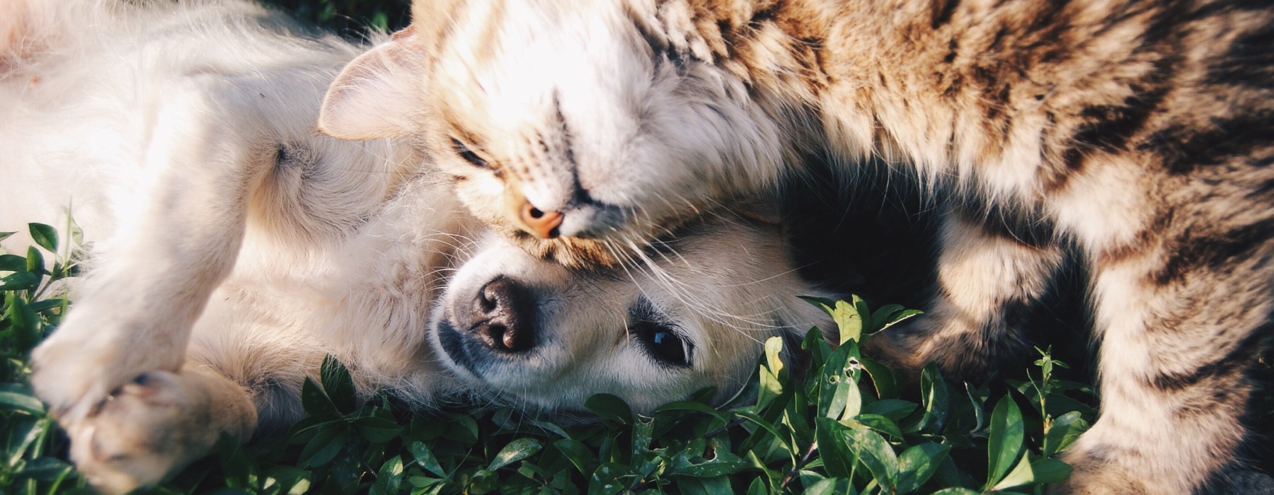 A dog & cat playing together